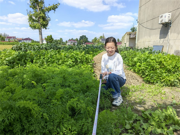 探秘菜园面积  感受数学之美